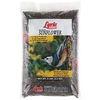 Lyric 2647419 Sunflower Seed