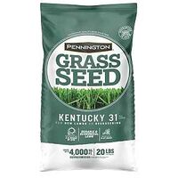 Kentucky 31 100509303 Penkoted  Tall Fescue Grass Seed