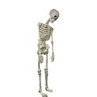 HLWN SKELETON W/BLNK EYES 10FT
