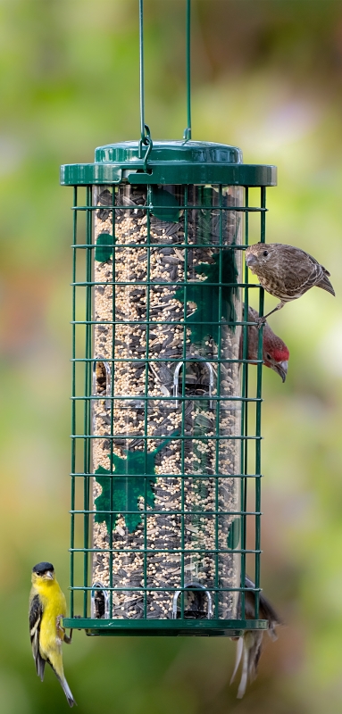 Perky-Pet Squirrel Stumper 114G Bird Feeder, 12.9 in H, 3 lb, Metal/Plastic, Powder-Coated