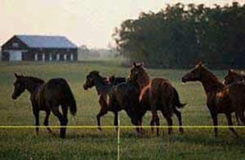 Parmak Equi-Tape 181 Series HV Electric Fence Tape, 492 ft L x 7/8 in W Dimensions, Heavy-Duty, Aluminum, Black/Yellow