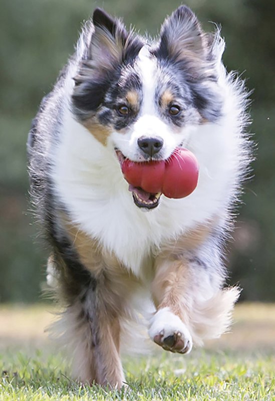 Kong Classic KXL Dog Toy, XL, Chew, Classic, Rubber, Red