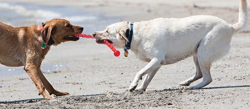 Kong Safestix PF3 Dog Toy, S, Stick, Plastic, Assorted
