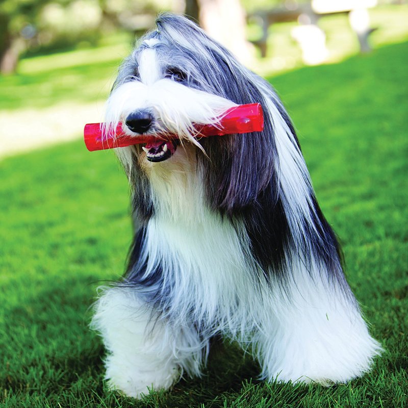 Kong Squeezz PSS1 Dog Toy, L, Squeaker, Stick, Rubber, Amethyst/Emerald/Ruby/Sapphire