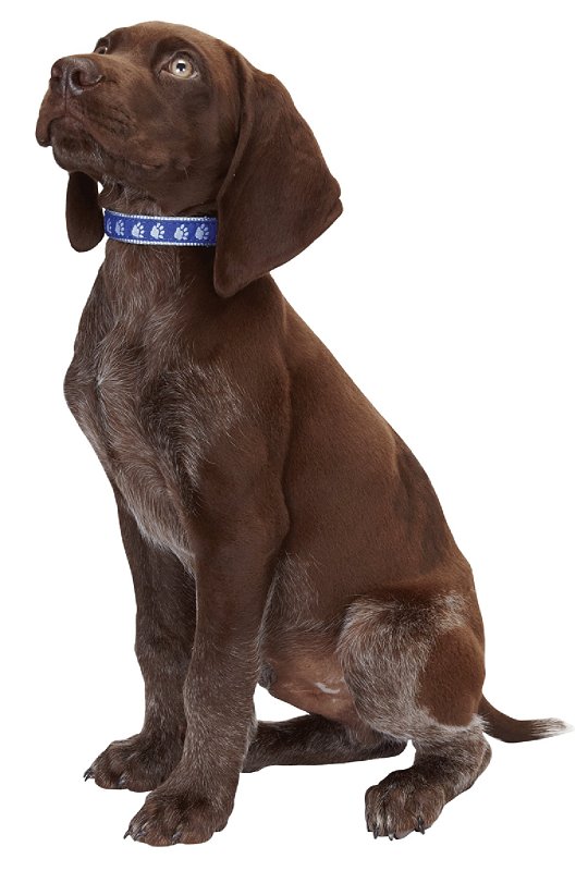 Casual Canine ZA8871 10 19 Dog Collar, 10 to 16 in L Collar, 5/8 in W Collar, Nylon, Blue, Two Tone Paw Print