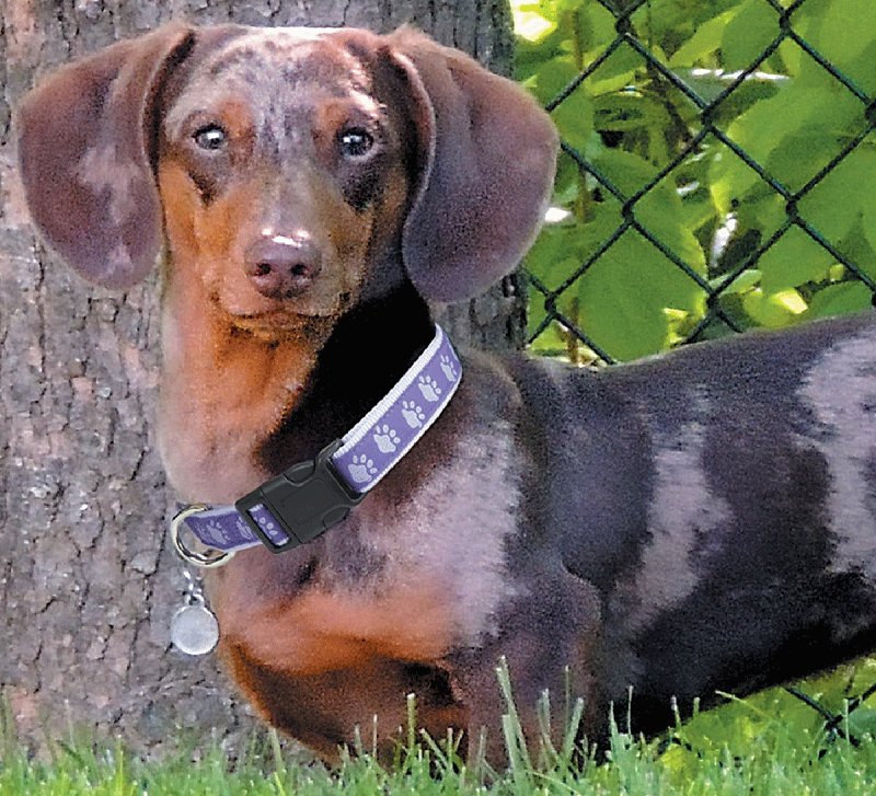 Casual Canine ZA8871 10 79 Dog Collar, 10 to 16 in L Collar, 5/8 in W Collar, Nylon, Purple