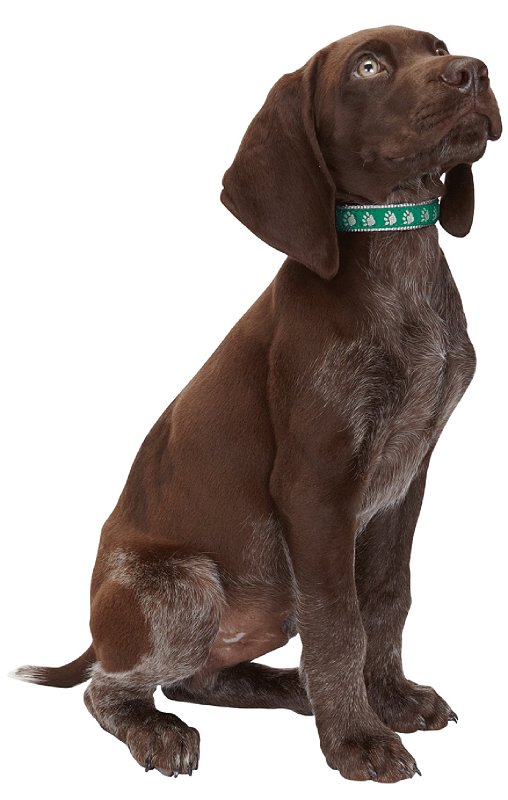 Casual Canine ZA8871 14 43 Dog Collar, 14 to 20 in L Collar, 5/8 in W Collar, Nylon, Green