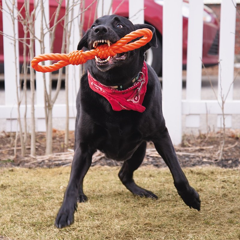 Infinity ZD2055 69 Dog Toy, Double Fist Tug, Thermoplastic Rubber, Orange