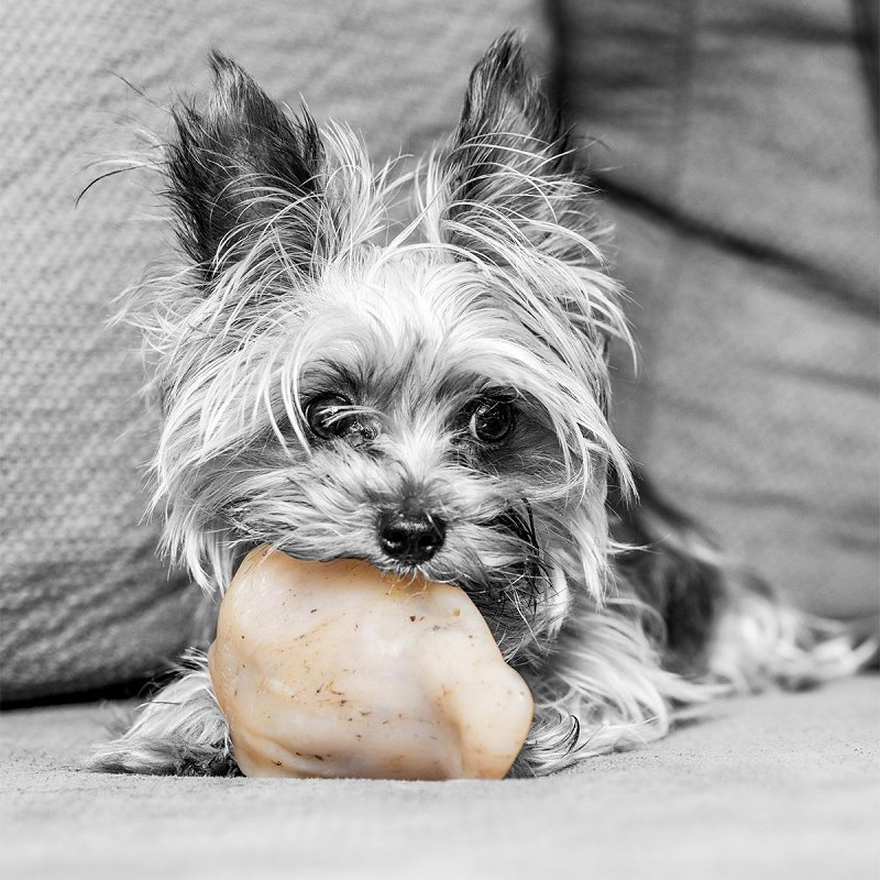 Petmate BarkBone 36070 Dog Toy, S, Bacon, Chew Toy, Natural Instincts Pig Ear, Nylon