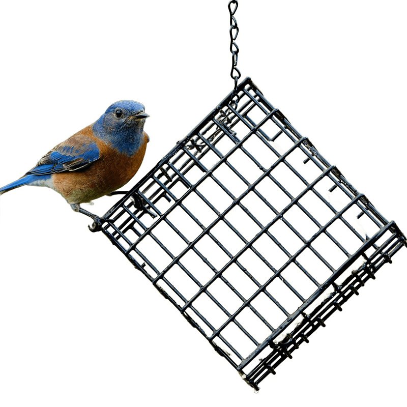 Audubon Park 12331 Suet Basket, 8 pack