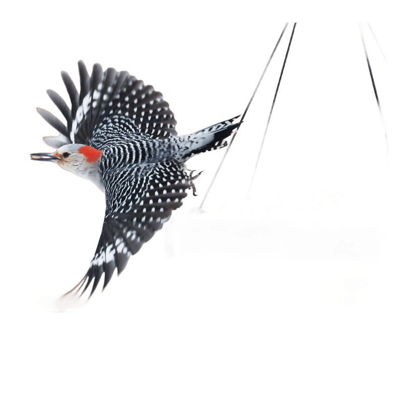 Feathered Friend Birdsnack 14406 Sunflower Seed Wild Bird Food, 40 lb, Blended, Bag