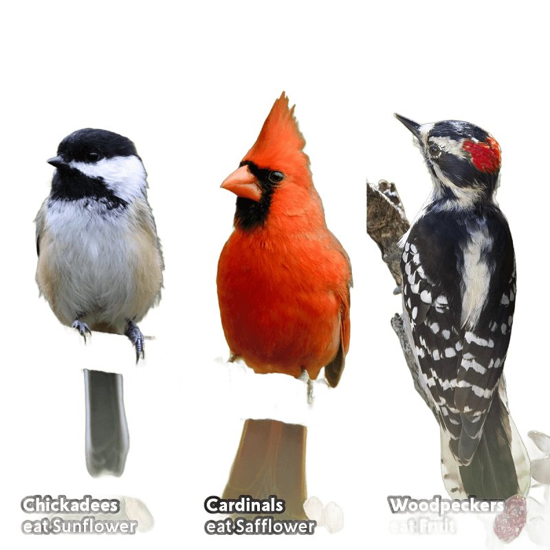 Feathered Friend 14392 Safflower Seed Fruit and Nut Wild Bird Food, 4 lb, Premium, Blended, Bag