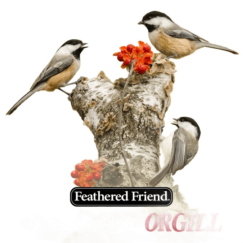 Feathered Friend 14392 Safflower Seed Fruit and Nut Wild Bird Food, 4 lb, Premium, Blended, Bag