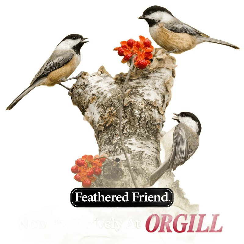 Feathered Friend 14410 Chickadee's Choice, 16 lb