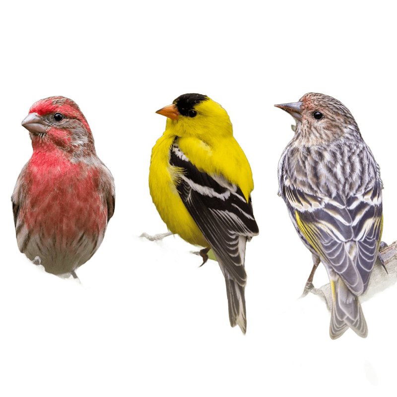 Feathered Friend Finch Delight 14412 Sunflower Kernel Wild Bird Food, 16 lb, Blended, Bag