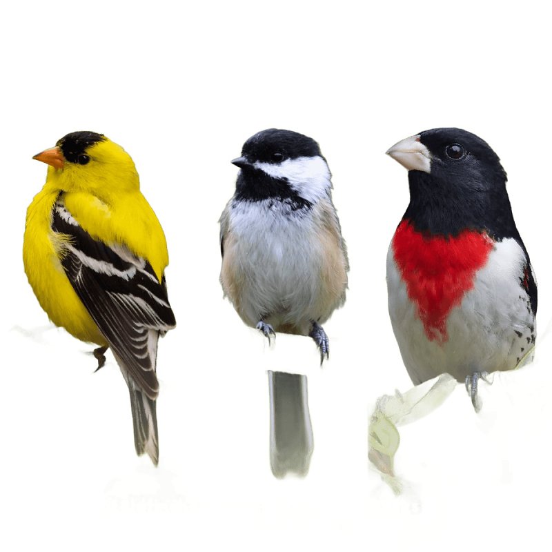 Feathered Friend 14415 Sunflower Hearts, 40 lb Bag
