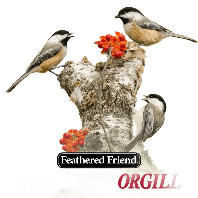 Feathered Friend 14415 Sunflower Hearts, 40 lb Bag