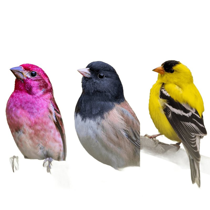 Feathered Friend Nyjer Seed 14401 Guizotia Abyssinica Niger Seed Wild Bird Food, 5 lb, Straight, Seed, Bag