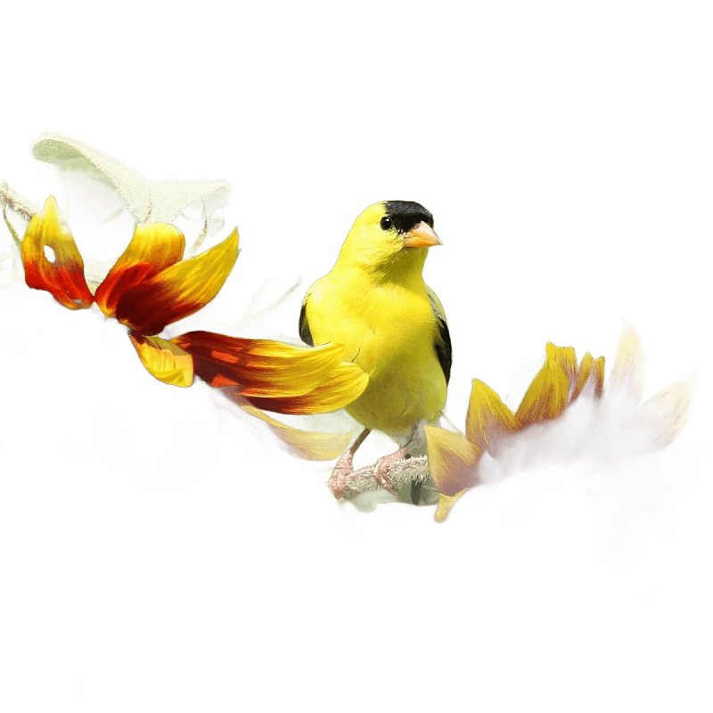 Feathered Friend Nyjer Seed 14401 Guizotia Abyssinica Niger Seed Wild Bird Food, 5 lb, Straight, Seed, Bag