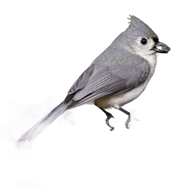 Feathered Friend 14422 Black Oil Sunflower Seed, 40 lb Bag