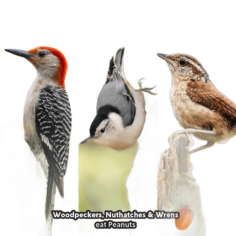 Feathered Friend 14368 Wild Bird Food, 3 lb