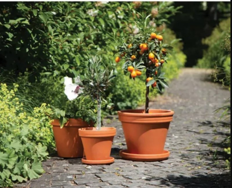Border Concepts 800119 German Standard Pot, 12-1/4 in Dia, 9-3/4 in H, Clay, Terracotta