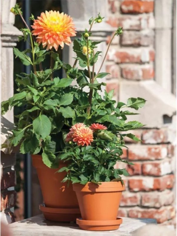 Craftware GC 0400 Pot, 3-3/4 in H, 4-1/4 in W, Terracotta