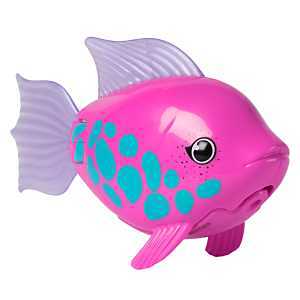 Vibrant Rainbow Reef Fish – Colorful Tropical Aquarium Accent